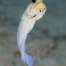 jawfish_yellowhead_dw_wc_v_0072_tci1897.jpg